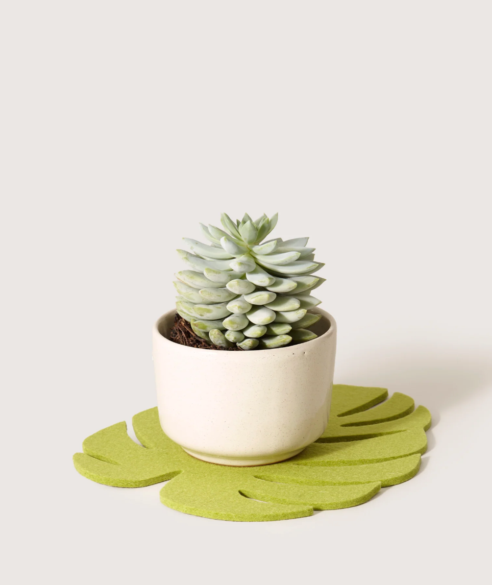 Graf Lantz :: Monstera Leaf Felt Trivet, Medium