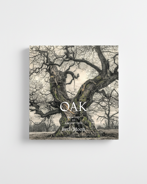 Oak: From Seed to Ancient Tree