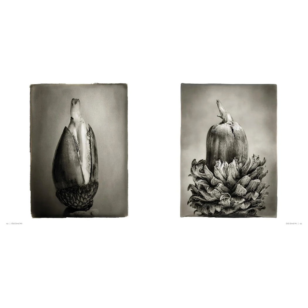 Oak: From Seed to Ancient Tree