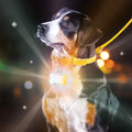 Gift Republic :: Doggie Disco Collar Light