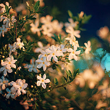 Cerato :: Sweet Venus Perfume Oil